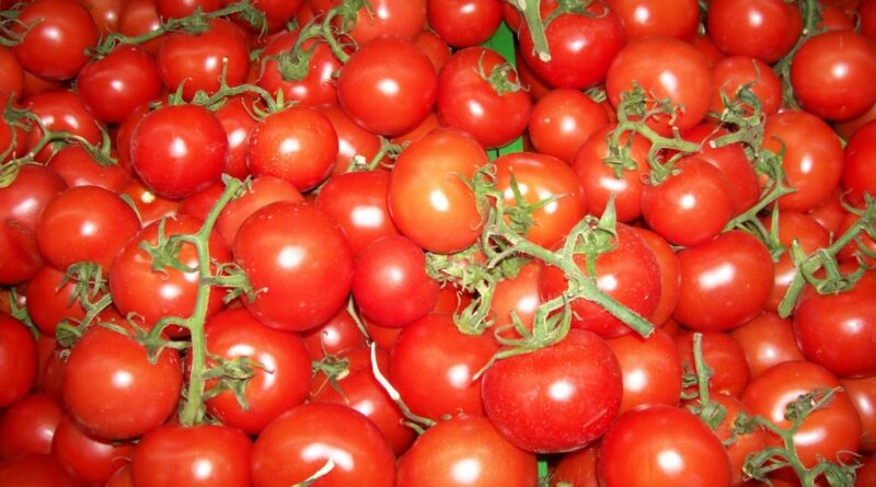 Yeşilden kırmızıya: Domates