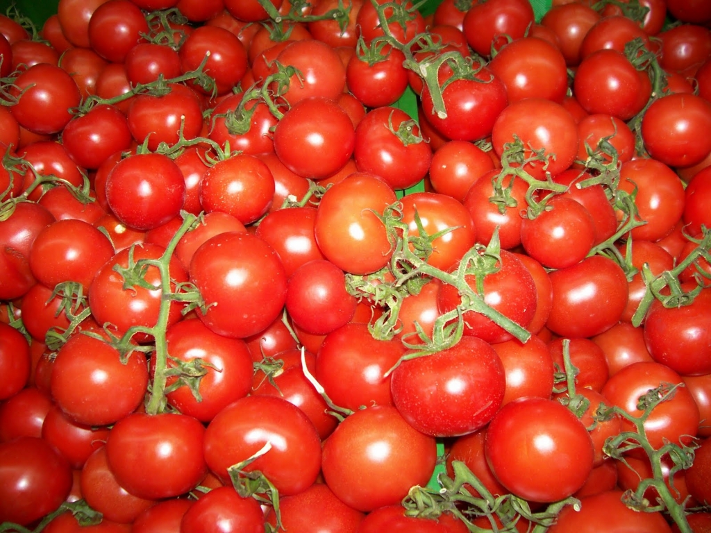 Yeşilden kırmızıya: Domates